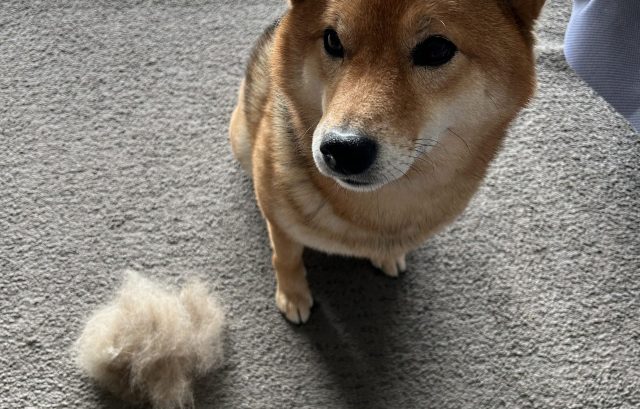 mue d'automne chez le Shiba Inu