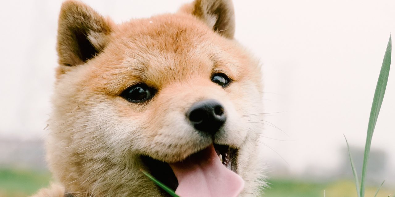 Mame Shiba : le nain japonais
