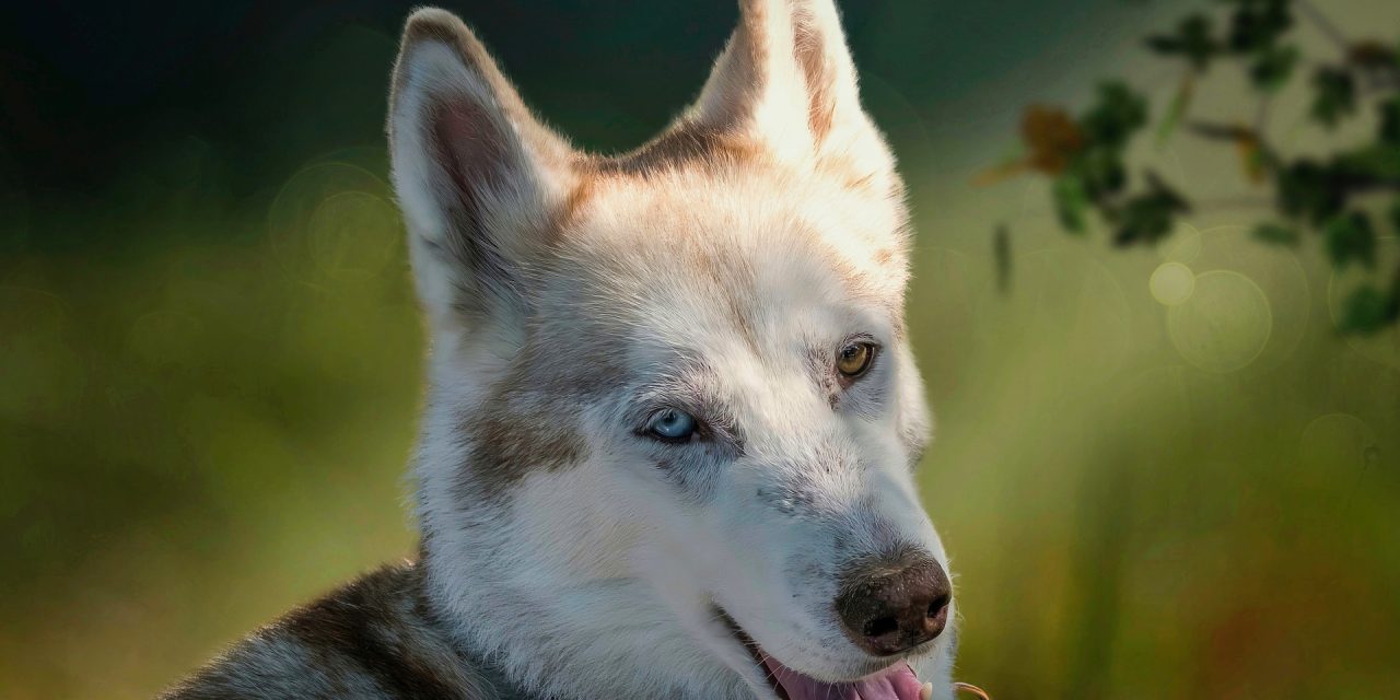 Tout savoir sur le Husky Inu ou le Shiba Husky