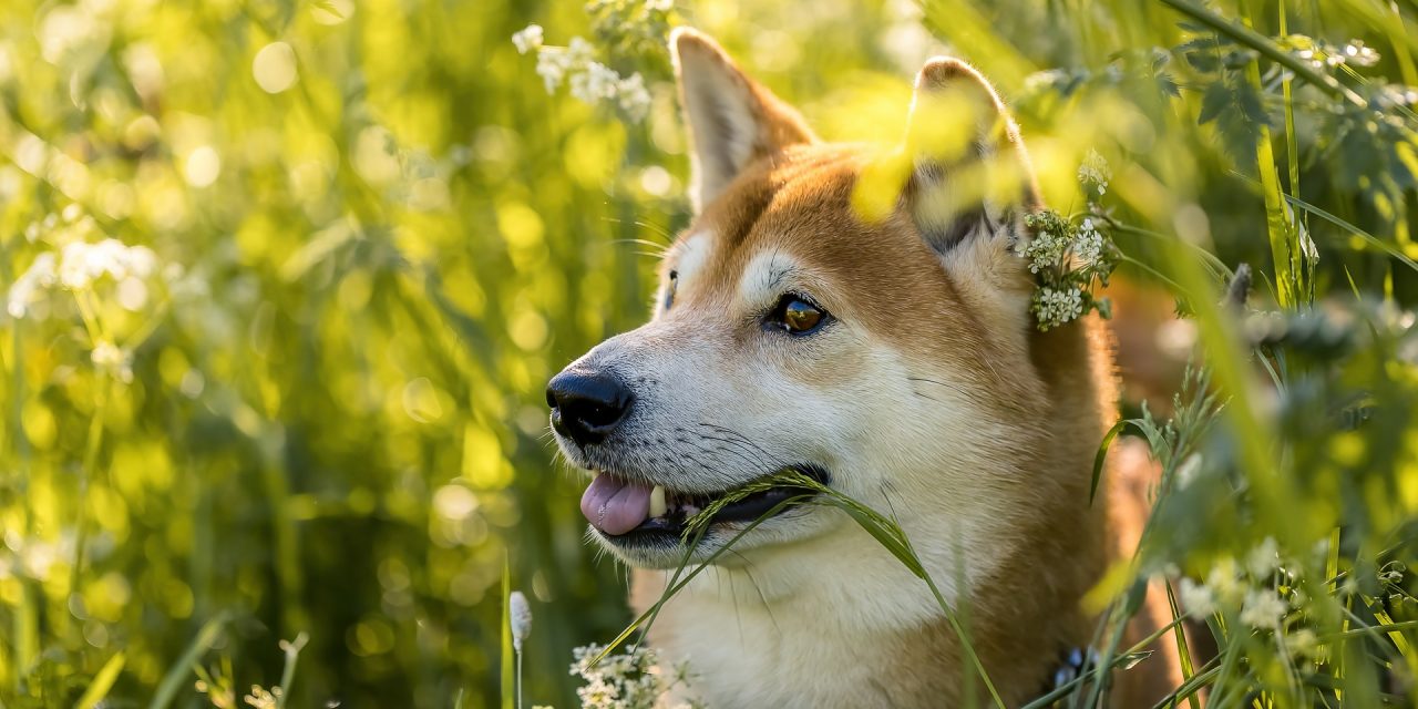 Top 12 des races de chien japonais
