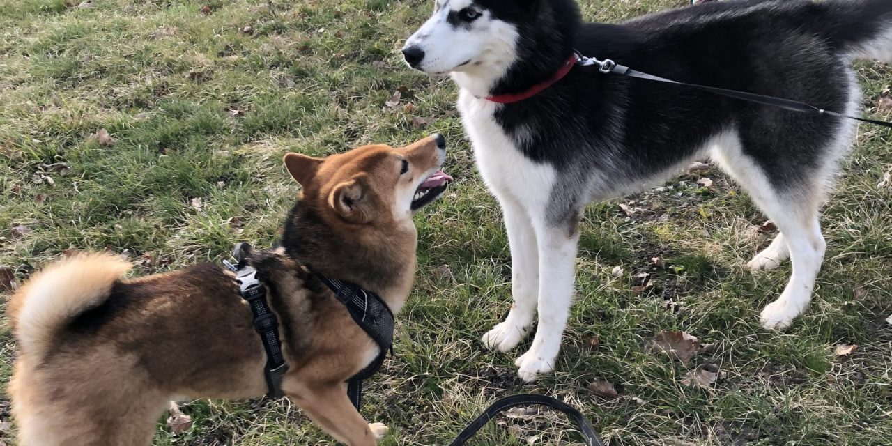 Les clés pour une socialisation réussie de votre Shiba Inu
