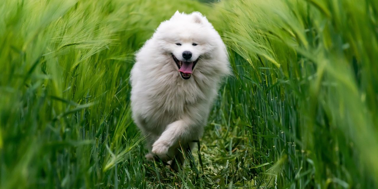 Quelles sont les races de chiens primitifs ?