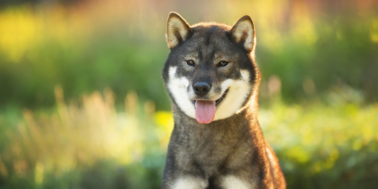 Shikoku : caractère, santé, alimentation, prix et entretien