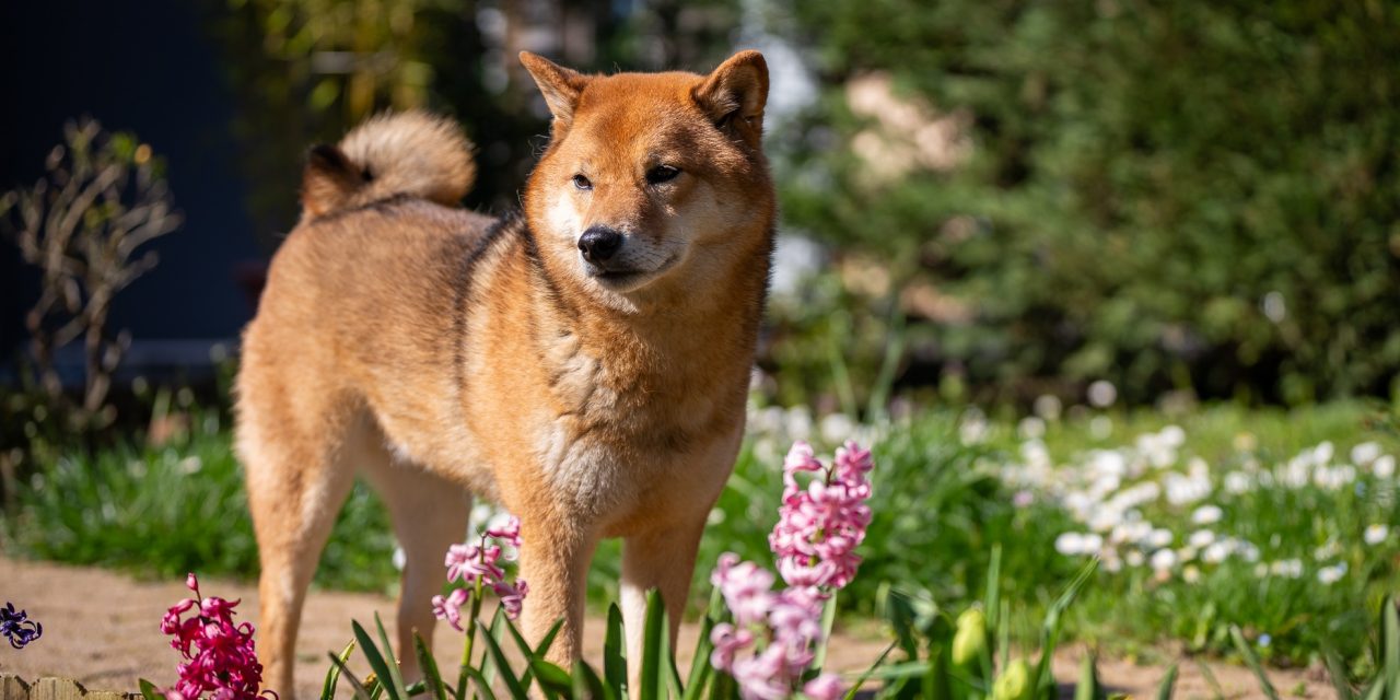 Histoire du Shiba Inu : des origines japonaises à sa popularité mondiale