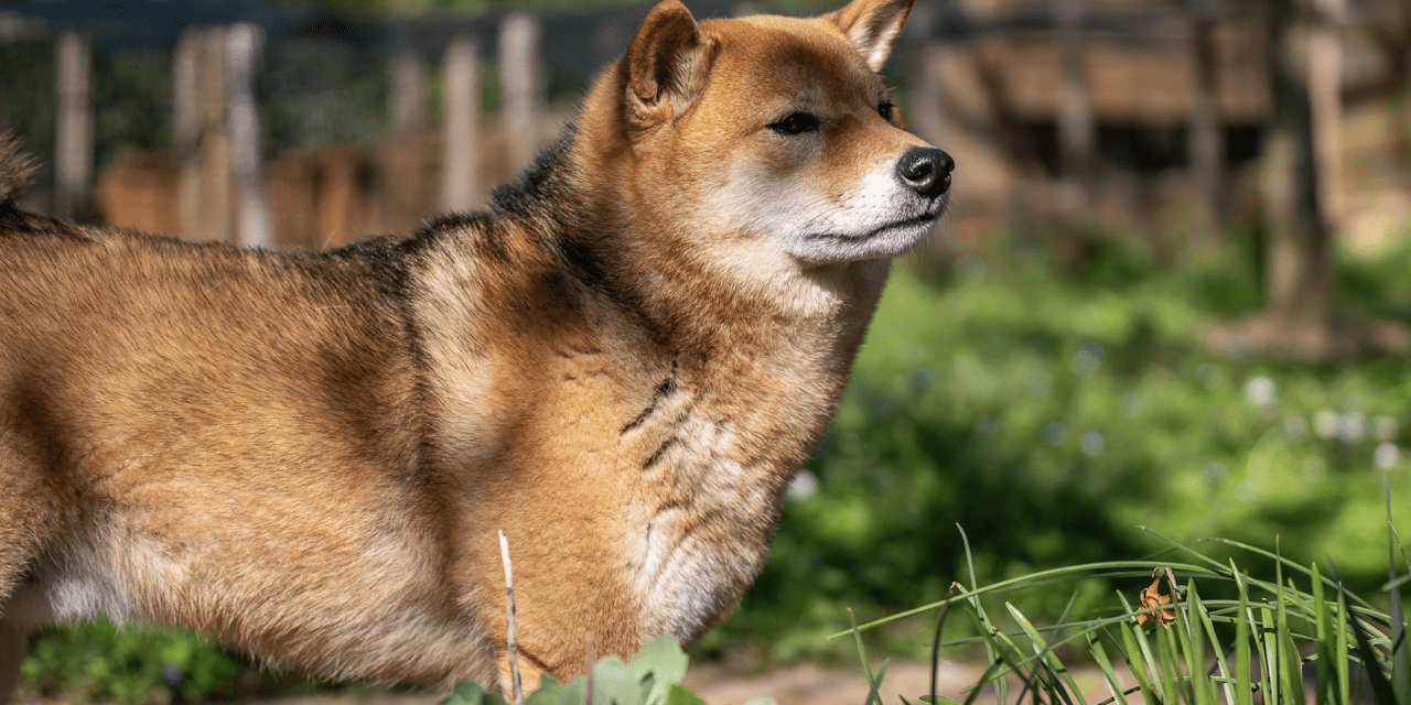 Top 8 des races de chien qui ressemblent à un renard