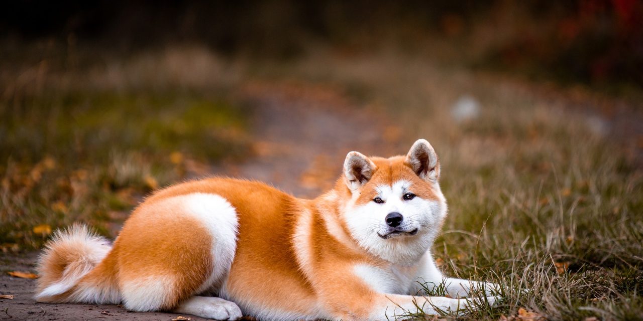 L&rsquo;Akita Inu : tout savoir sur le grand frère du Shiba Inu