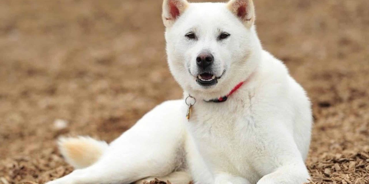 Kishu Inu : tout savoir sur ce chien japonais au caractère unique