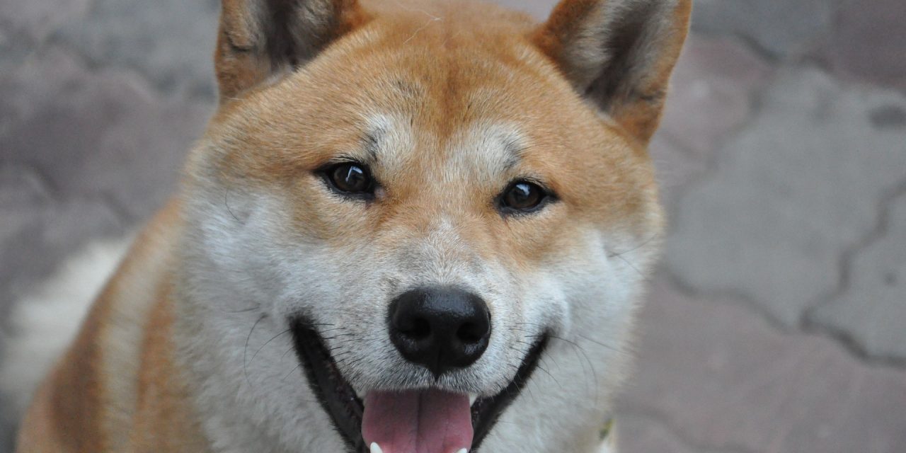Shiba Inu ou Chow Chow : quelle race est faite pour vous ?