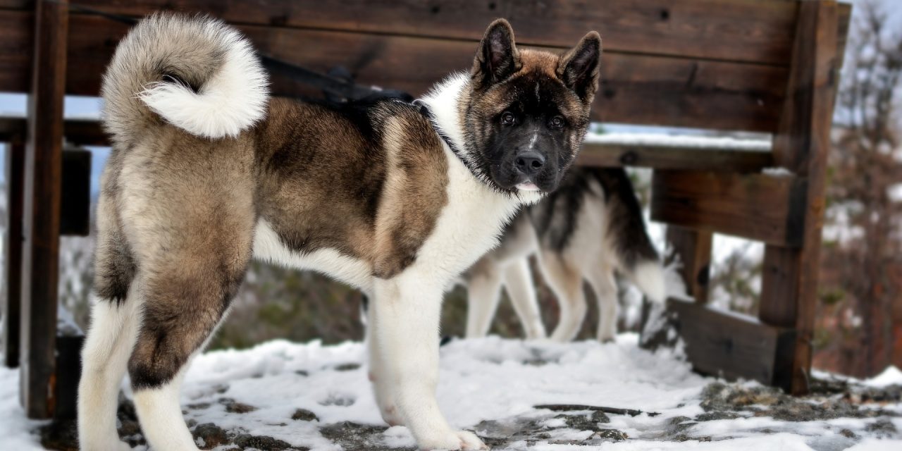 L&rsquo;Akita Américain : le cousin de son homologue asiatique