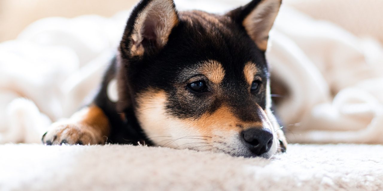 Les Shiba Inu et les chats peuvent-ils cohabiter ensemble ?