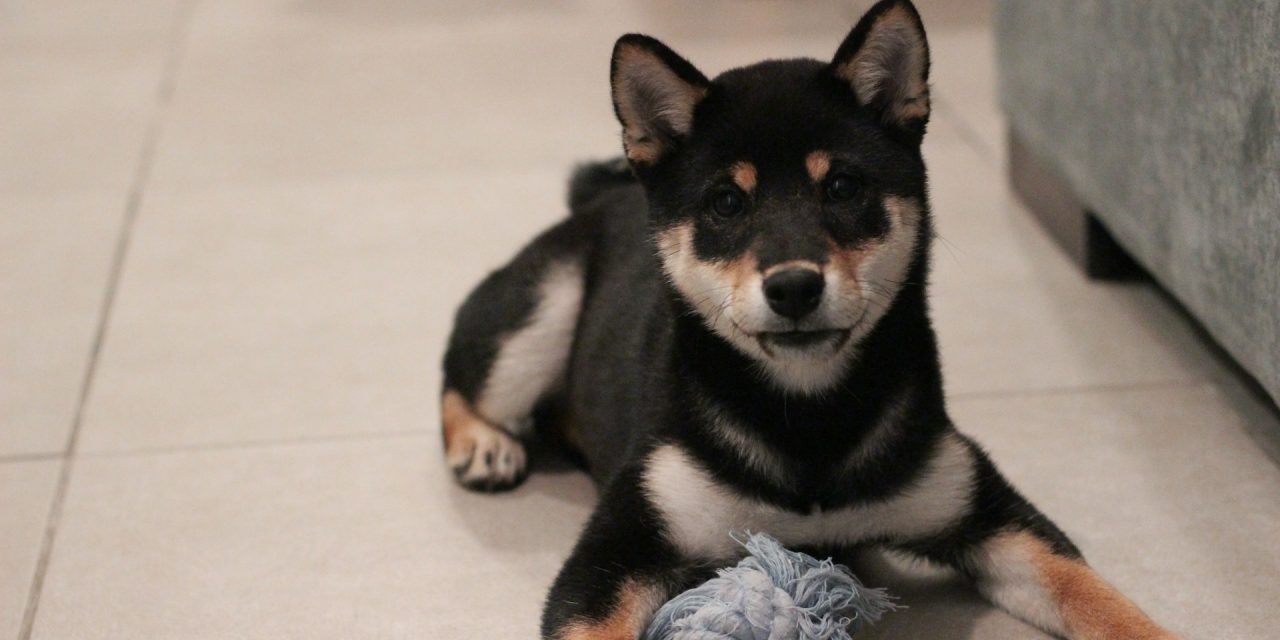 Portrait du Shiba Inu noir et feu
