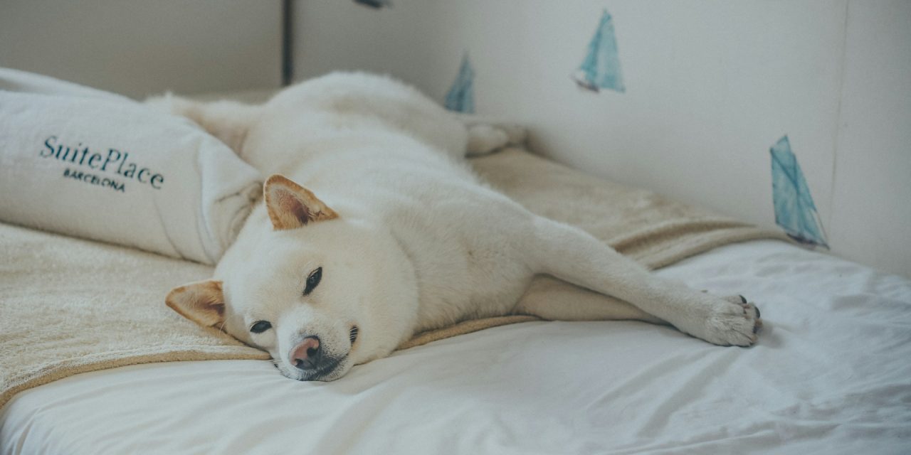 Portrait du Shiba Inu blanc : tout savoir sur cette variante unique