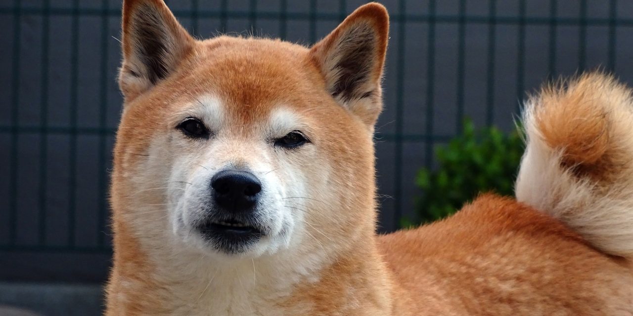 Les races de chiens les plus indépendantes : le Shiba Inu en fait-il partie ?