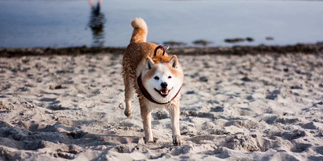 Pourquoi mon Shiba Inu fait-il des « sprints fous » ? Comprendre les zoomies