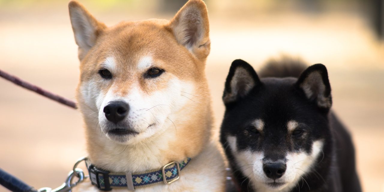Shiba Inu ou Shikoku : quelle race est faite pour vous ?