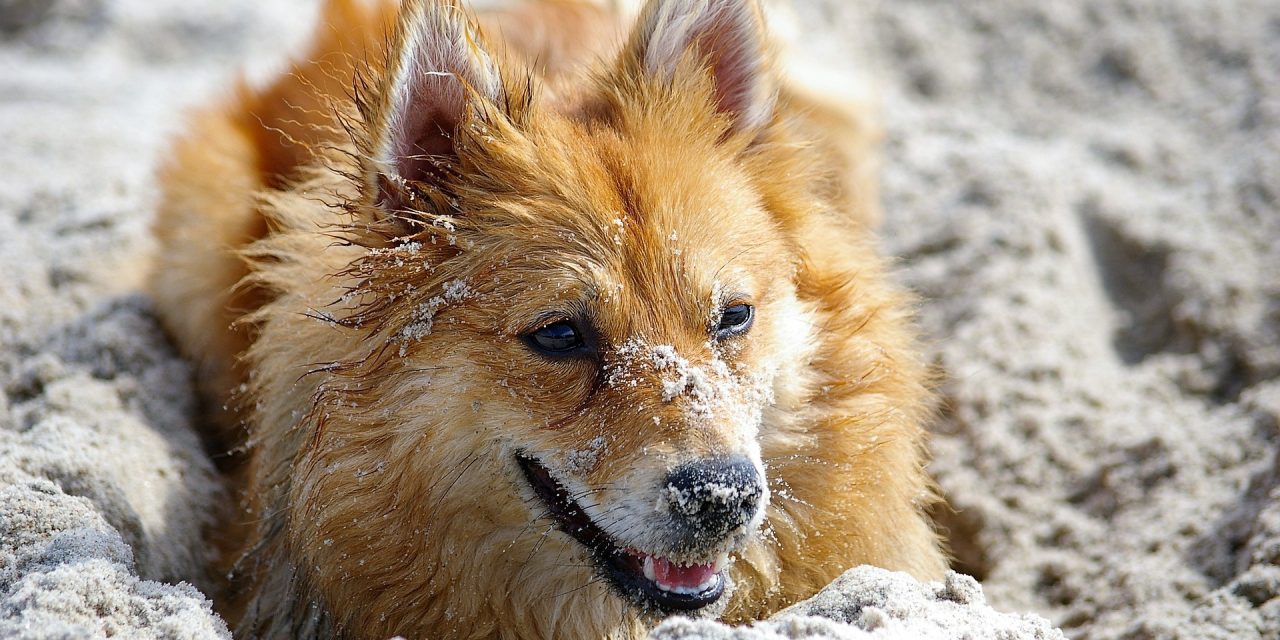 Shiba Inu ou Corgi : quelles sont les différences et quelle race choisir ?