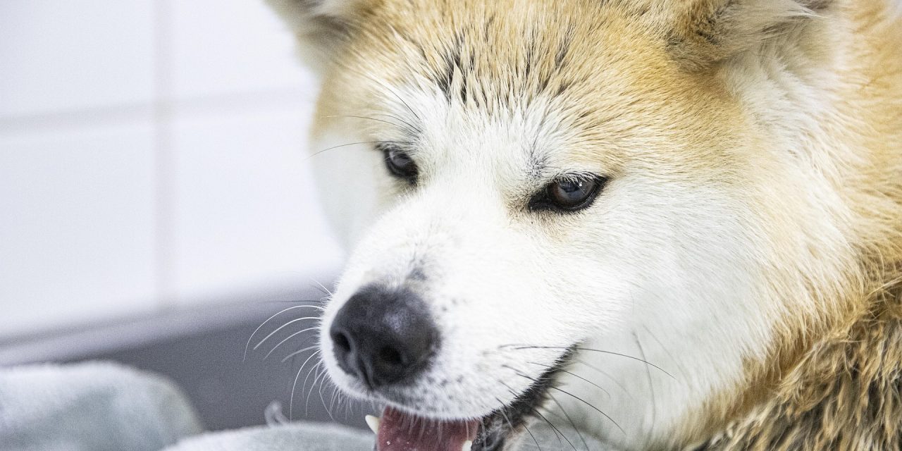 L’Akita Inu est-il un chien dangereux ? Décryptage d’un préjugé