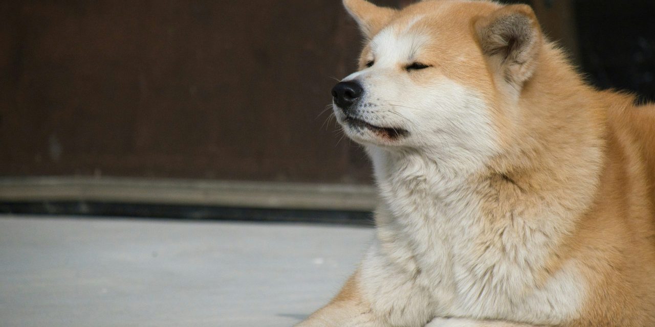 Hachiko : L’histoire émouvante du chien fidèle du Japon
