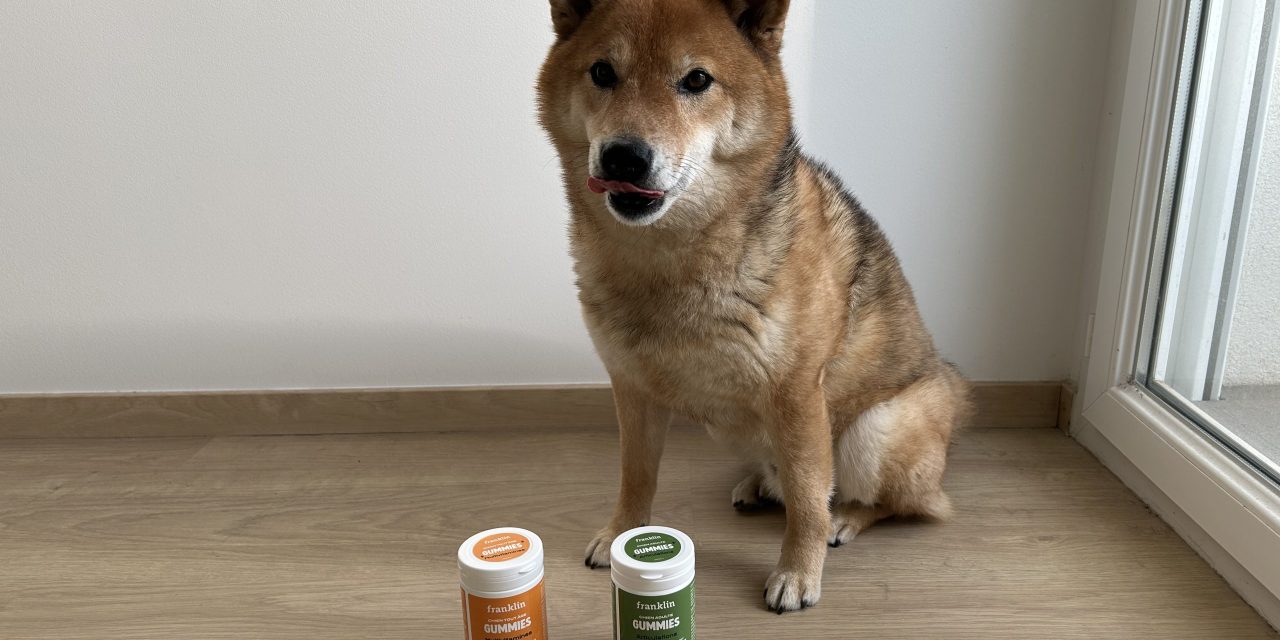 Notre guide complet sur les compléments alimentaires pour chien
