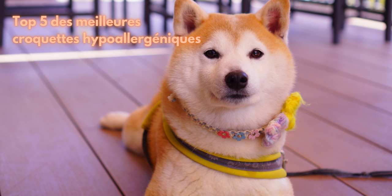 Notre Top 5 des meilleures croquettes hypoallergéniques pour chien : guide et comparatif