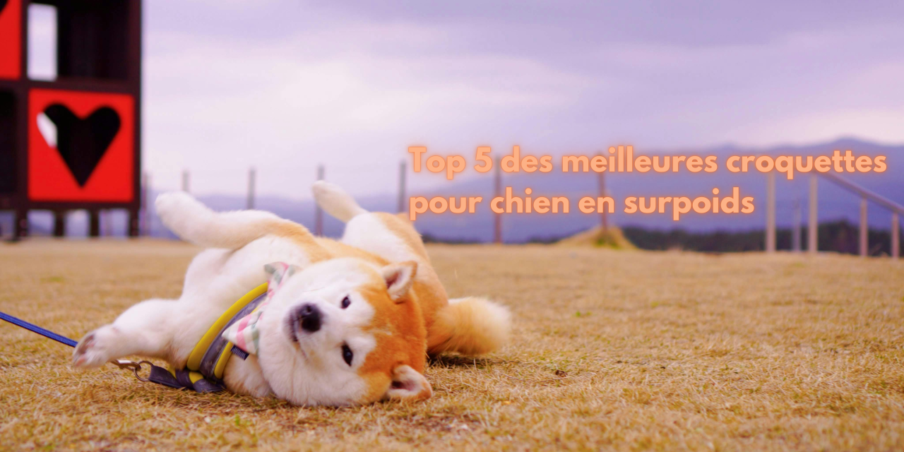 Notre Top 5 des meilleures croquettes pour chien en surpoids : guide et comparatif