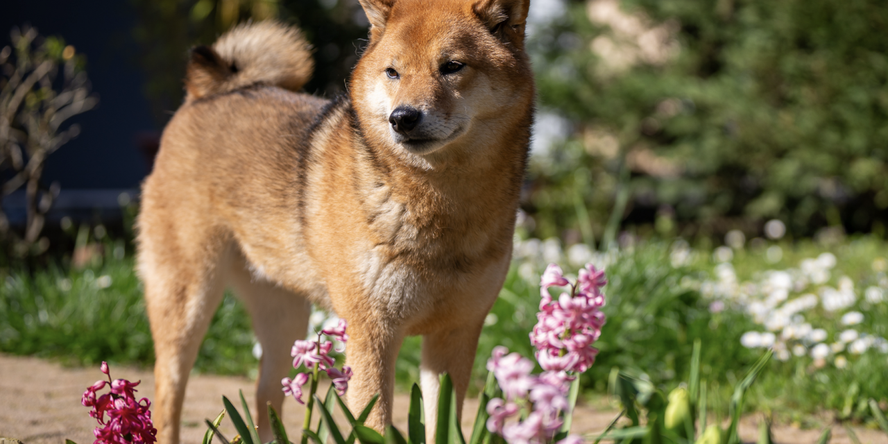 Toutes les races de chiens avec la queue en tire-bouchon