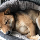 panier pour shiba