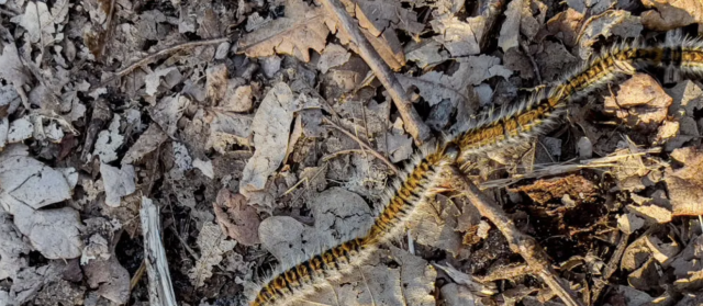 reconnaitre chenille processionnaire