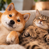 shiba inu vs chat
