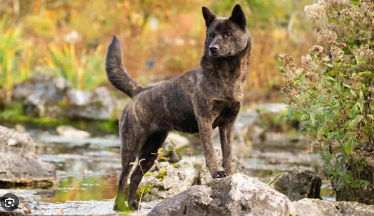 Kai Ken (Tora Inu) : tout savoir sur le chien tigre japonais