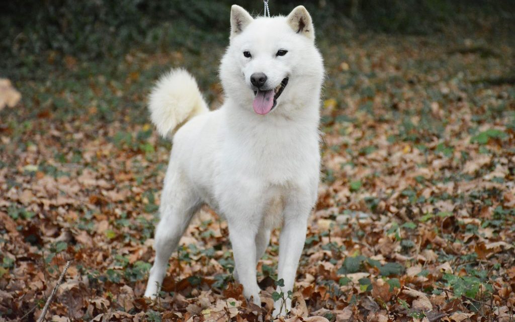 Hokkaido Inu : tout savoir sur ce chien japonais primitif
