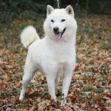 Hokkaido Inu