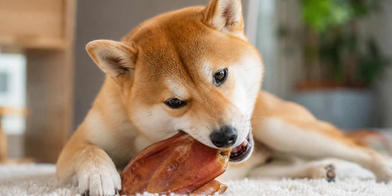 La mastication pour chien : pourquoi ton chien a besoin de mâcher (et comment bien choisir)