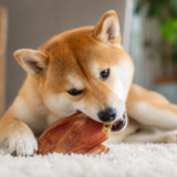 mastication chien