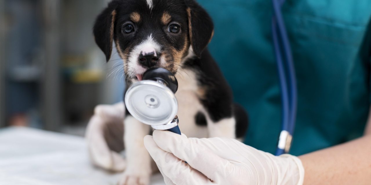 Premier rendez-vous vétérinaire d’un chiot : à quel âge et pourquoi ne pas attendre ?