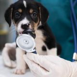 Premier rendez-vous vétérinaire d'un chiot : à quel âge et pourquoi ne pas attendre ?